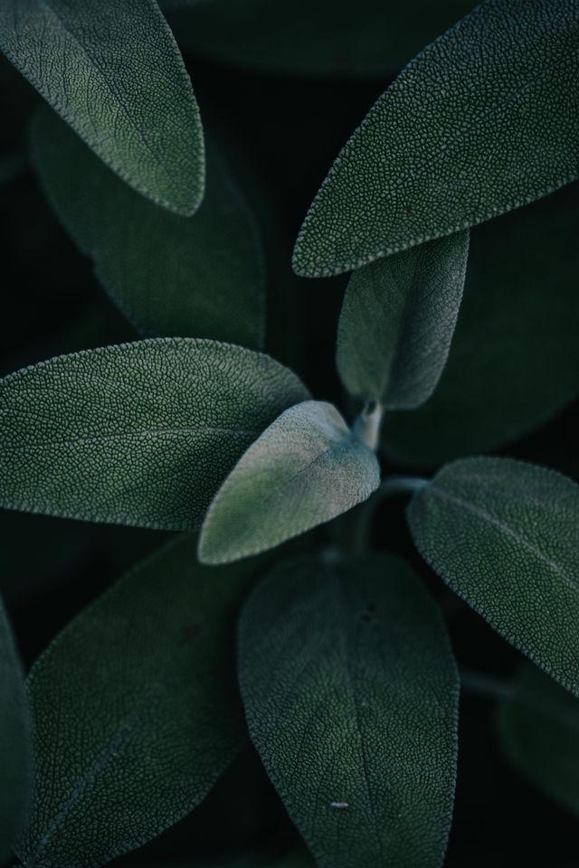 pexels-didsss-19200754
